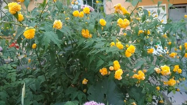 Сочи. Июль уж наступил. смотреть онлайн