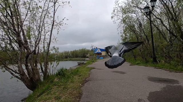 Дневник бегуна 19 июня 2021 смотреть онлайн