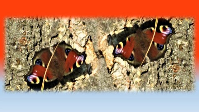"Как и когда начинается зима" (сказка в стихах с картинкамии фотографиями природы).). смотреть онлайн
