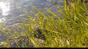 Звуки природы / Журчание ручья / шум воды / ручей