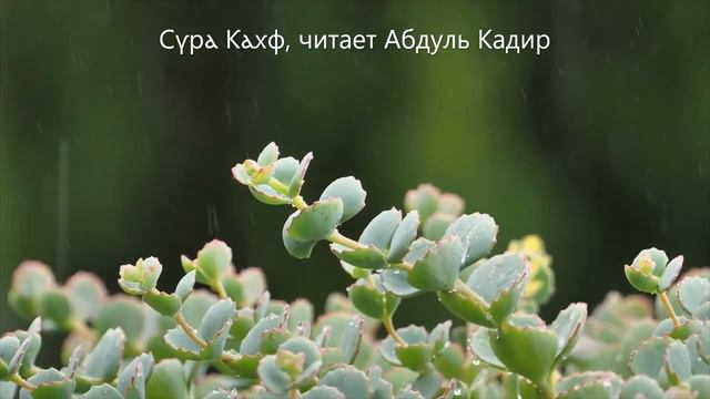 СУРА КАХФ читает АБДУЛЬКАДИР. ДУШЕВНОЕ ЧТЕНИЕ СУРЫ КАХФ. ЧИТАЙТЕ ЕЕ ПО ПЯТНИЦАМ. смотреть онлайн