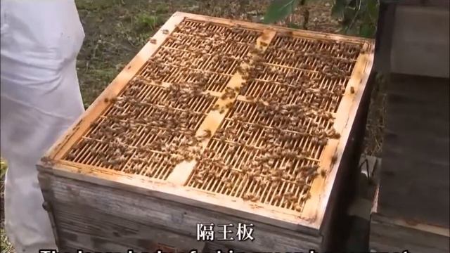 Japanese Production Technology of Royal Jelly(1/2) смотреть онлайн