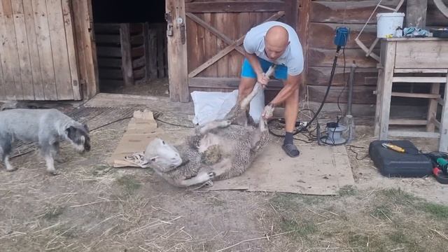 Так быстро мы ещё овец не стригли!Какую машинку для стрижки овец выбрать и купить себе в хозяйство? смотреть онлайн