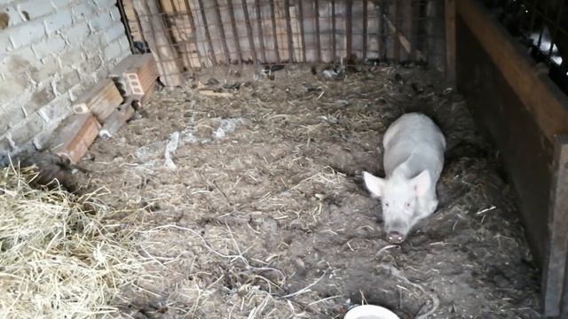 Купили полудикую свинку. смотреть онлайн