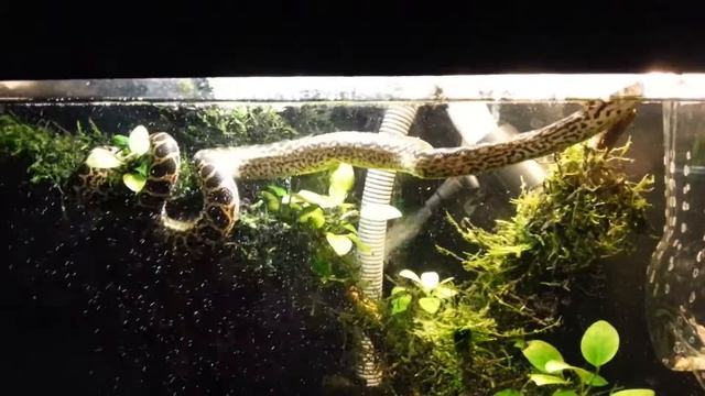 Парагвайская анаконда (Eunectes Notaeus). Yellow Anaconda. (18.10.2016)
