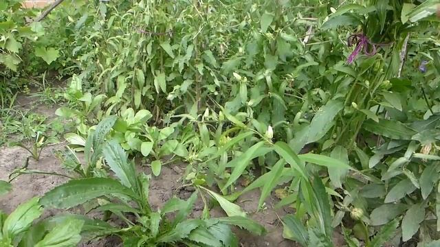 Ромашка Крейзи Дейзи Уход, подкормки, цветение смотреть онлайн