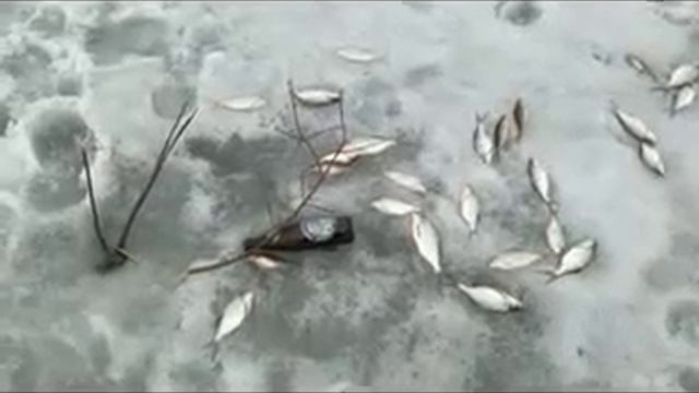 Закрытие сезона твердой воды 2016. Ижевский пруд, подлещик, окунишко и зачетные ерши... смотреть онлайн