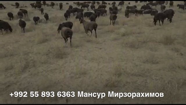 Гиссарские овцы Ходжи Наима на зимних стоянках, январь 2022 смотреть онлайн