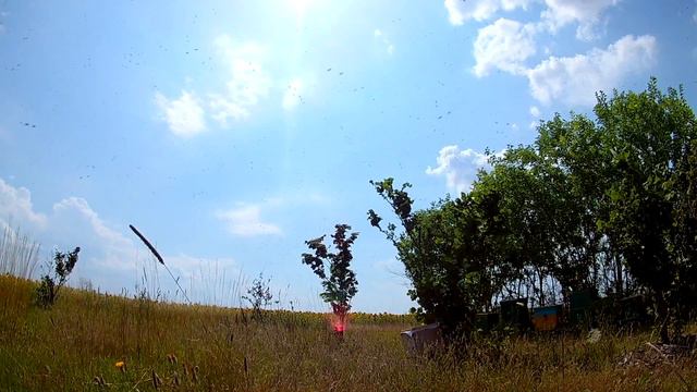 Вылет роя с улья. Свивание роя на дереве. смотреть онлайн