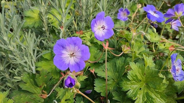 Герань РОЗАННА - очень РЕКОМЕНДУЮ всем ЦВЕТОВОДАМ!????