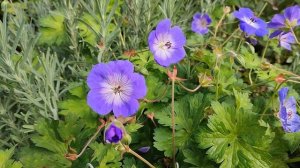 Герань РОЗАННА - очень РЕКОМЕНДУЮ всем ЦВЕТОВОДАМ!????