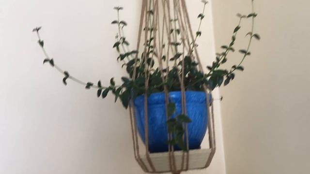 Winter Houseplant Tour Part 2 | Come see my House Plants смотреть онлайн