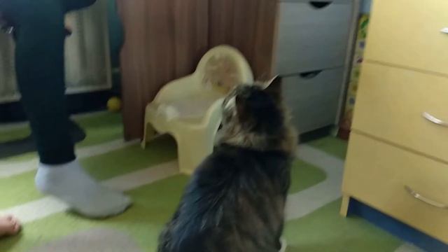 Cats Vlog. Котики и дети. Ласковая кошка. смотреть онлайн