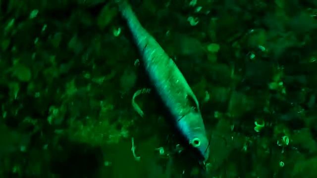 Test fishcam смотреть онлайн