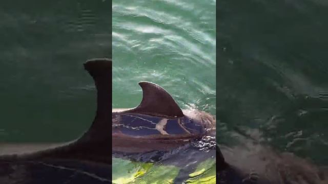 Лайфхак Игра с Дельфином смотреть онлайн