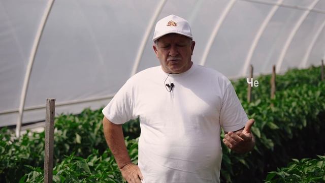 Проект «Зелёная школа» смотреть онлайн