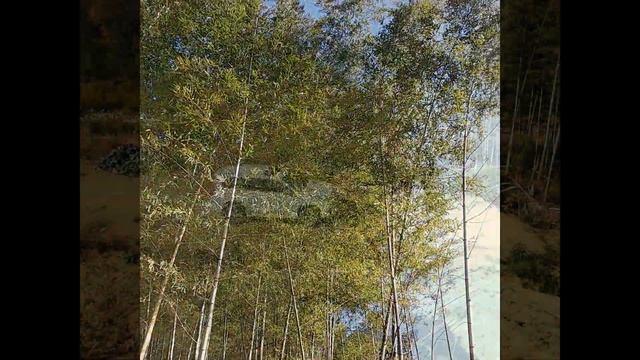 Haval H9 in bamboo forest смотреть онлайн