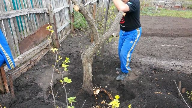 Прощай, торнослив! Твои плоды были вкусны и сочны! смотреть онлайн