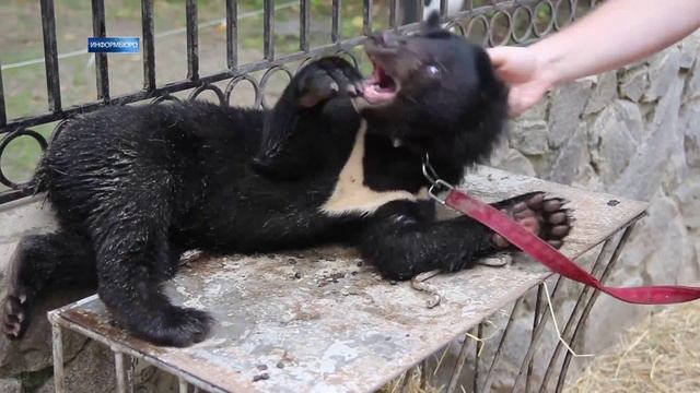 Родившиеся в Харьковском зоопарке медвежата получили имена смотреть онлайн