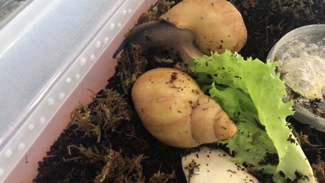 Выставка - продажа рептилий в Москве "Reptilium 2018" / Змеи, ящерицы, лягушки, пауки, улитки смотреть онлайн