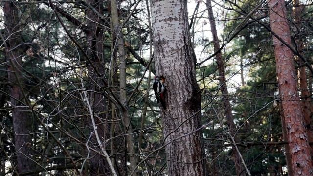 Большой пёстрый дятел за работой в Жулебинском лесу смотреть онлайн