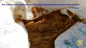 Как использовать рыбную и костную муку? Выращивание органических овощей в огороде
