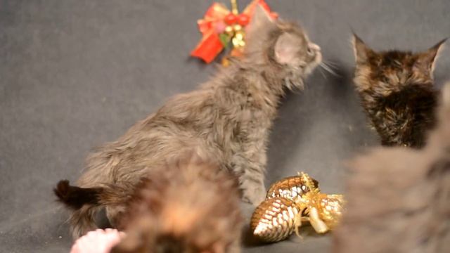 Котята мейн-кун полидакты смотреть онлайн