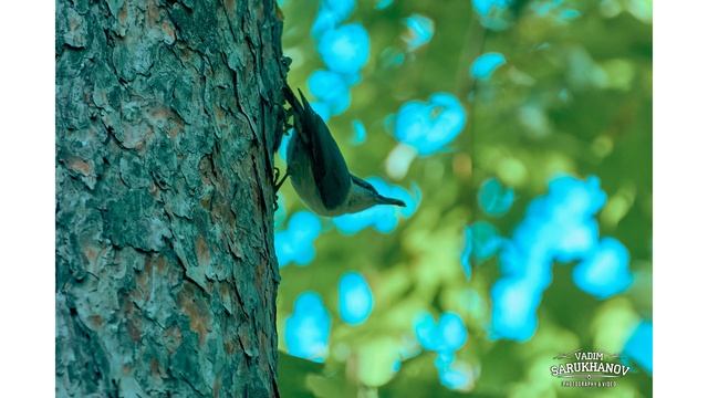 Обзор Nikon 70-300mm f/4.5-5.6G ED-IF AF-S VR Zoom-Nikkor смотреть онлайн