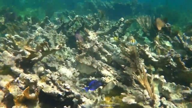 Cayo Coco underwater1 - Sony TX10 смотреть онлайн