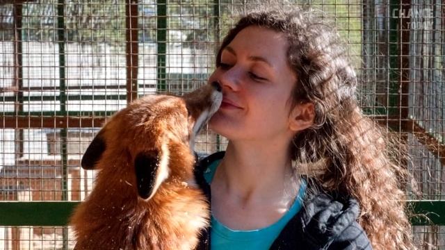 Через 2 года после пропажи, собака вернулась домой удивительным образом смотреть онлайн