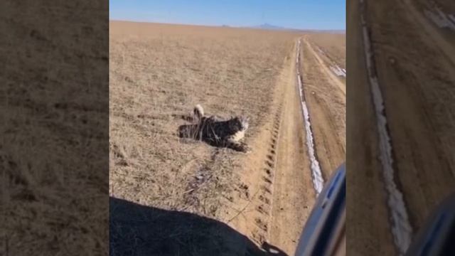 Снежный барс спустился в степь вблизи Алматы (4 января 2022) смотреть онлайн