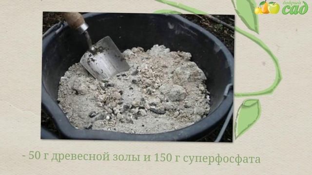 Посадка айвы - как правильно посадить айву смотреть онлайн