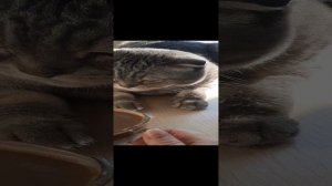 ?☕️Чашка кофе с котиком