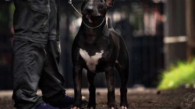 English Bull terrier- Black Magic - 3 years Old смотреть онлайн