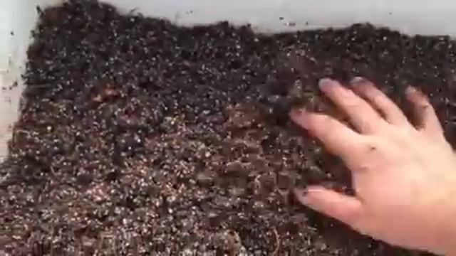 Где купить саженцы малины? Саженцы малины Маравилла. смотреть онлайн