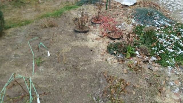 Тюмень, 04.11.21, укрытие роз ?? смотреть онлайн