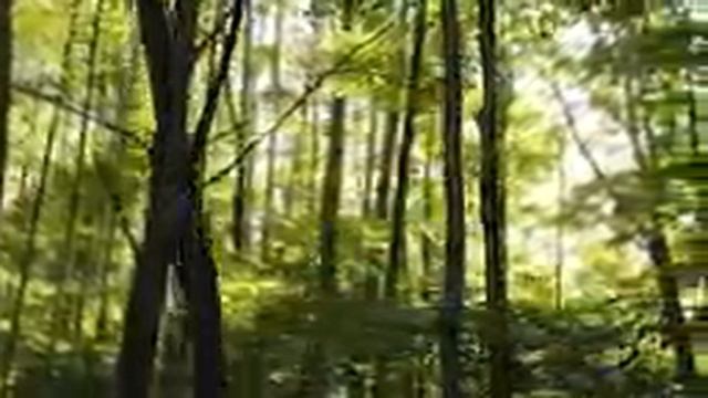 звуки природы- живой лес смотреть онлайн