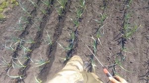 Подкормка чеснока аммиачной селитрой.