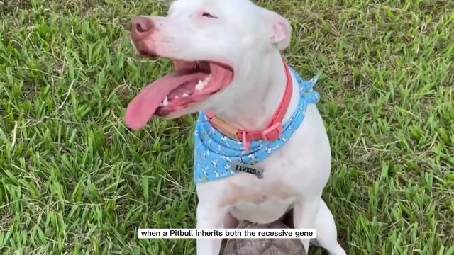 White Red Nose Pitbulls: Are They Albino? смотреть онлайн