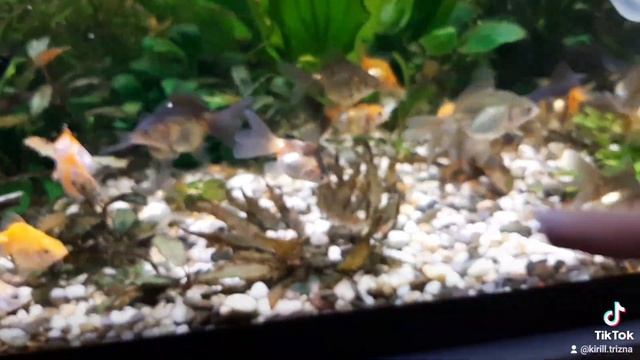 малёк Риукина начал окрашиваться