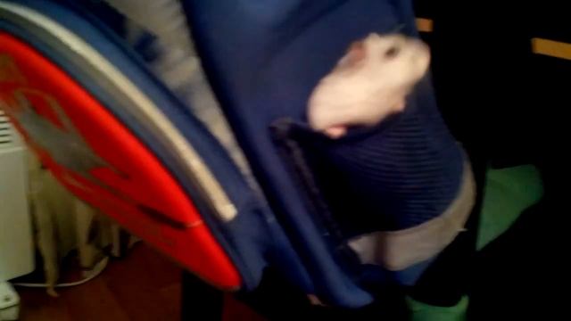 Джунгарик Гошка спрятался в портфель /Gosha Hamster hiding in the portfolio смотреть онлайн