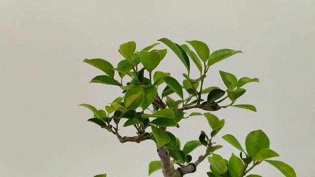 MINI BONSAI FICUS! смотреть онлайн