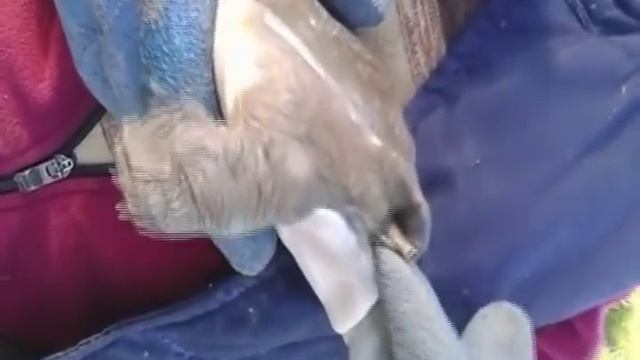 Рыбаки выловили китайского трионикса в тагильских водах смотреть онлайн