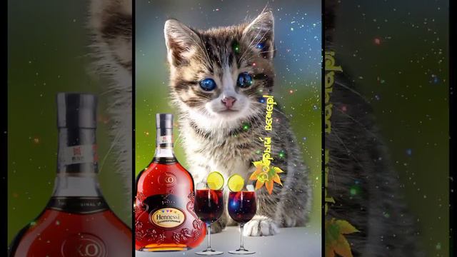 ДОБРЫЙ ВЕЧЕР! ❤👍😺 #котики #новинка #приколы #коты #кошки смотреть онлайн