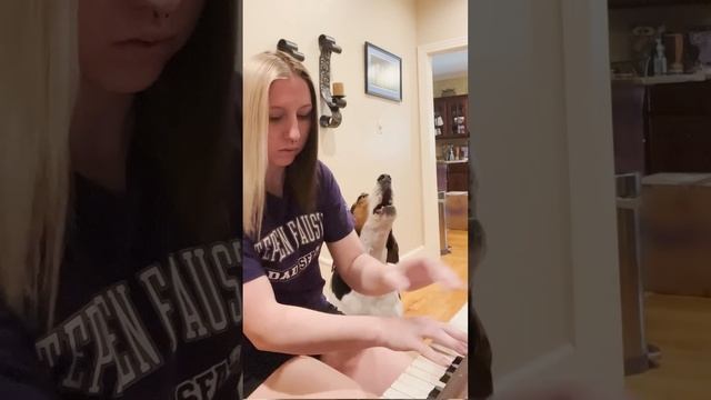 Dog Harasses His Mom To Play Piano | The Dodo смотреть онлайн