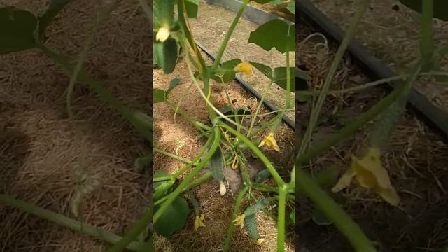 КАК ПАСЫНКОВАТЬ ОГУРЦЫ.МОЙ МЕТОД.УРОЖАЙ???? смотреть онлайн