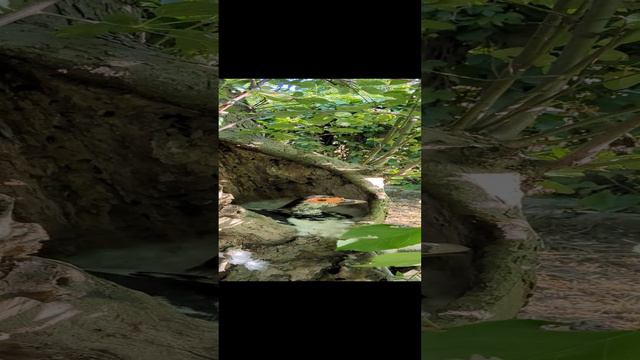 Утка в дупле смотреть онлайн