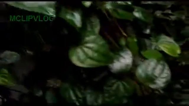 Sirih Hitam, black betel #tanaman #sirih смотреть онлайн