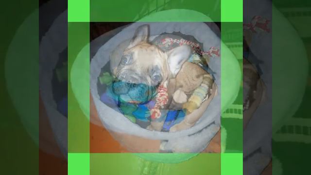 Щенки французского бульдога для вас. Осень 2022г. смотреть онлайн