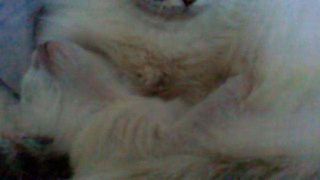 Мой котёночек! смотреть онлайн